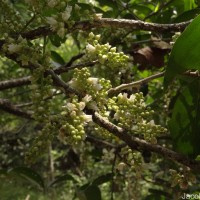Lepisanthes tetraphylla var. tetraphylla (Vahl) Radlk.